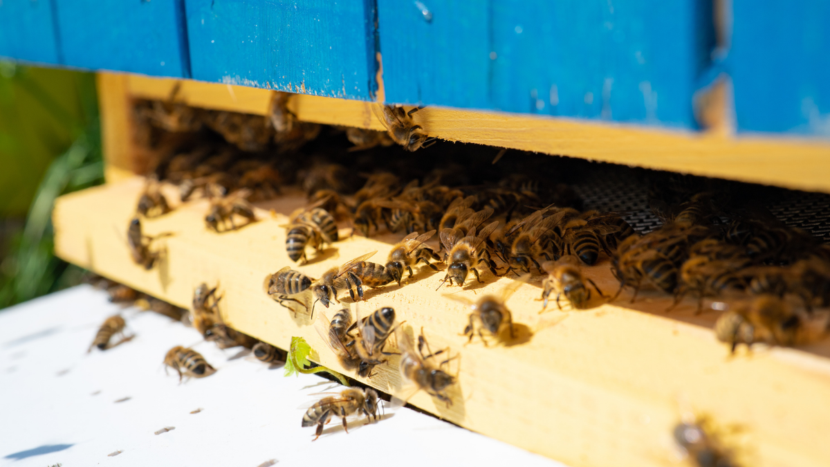 Espèces d'abeilles